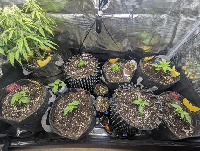 Monaco - Nine Weeks Harvest. Week 2