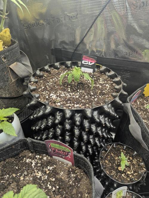 Potion - Wizard Trees. Week 2