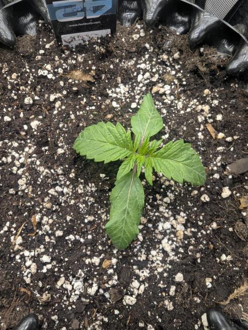 Potion - Wizard Trees. Week 2