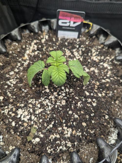 Potion - Wizard Trees. Week 2