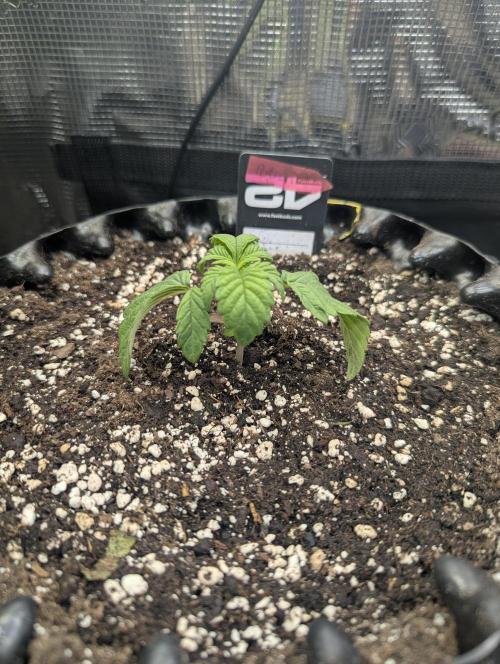 Potion - Wizard Trees. Week 2