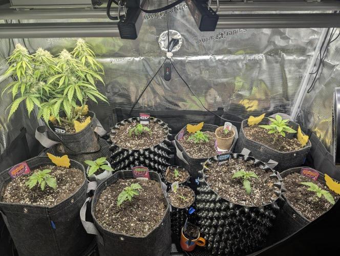 Potion - Wizard Trees. Week 2