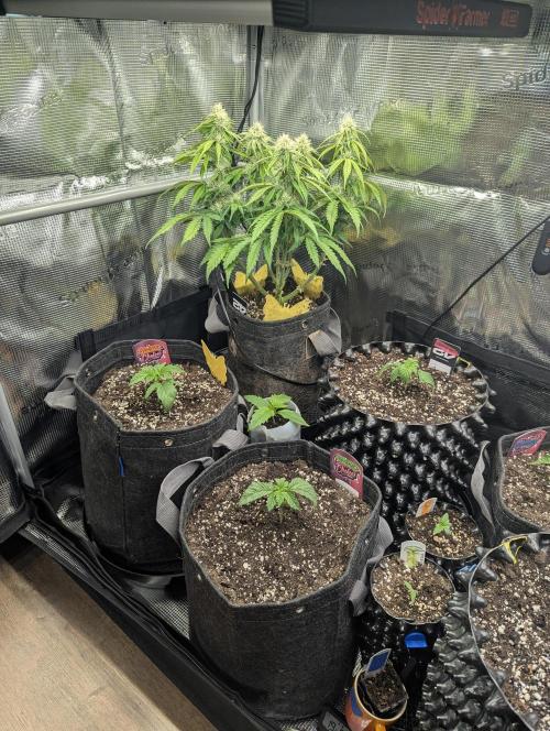 Potion - Wizard Trees. Week 2