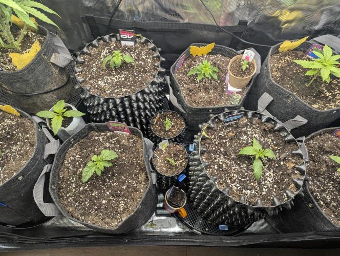 Potion - Wizard Trees. Week 2