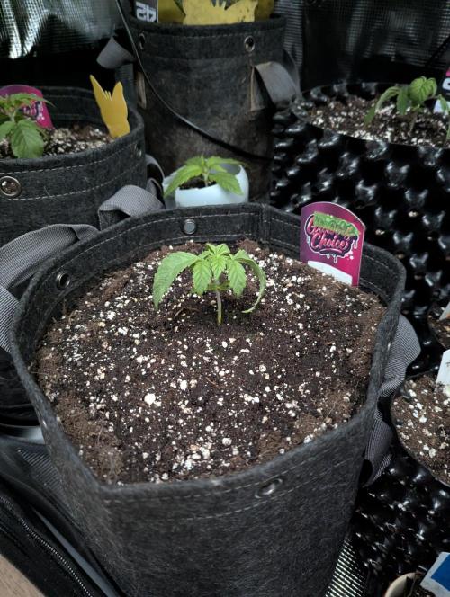 Night Ritual - Wizard Trees. Week 2
