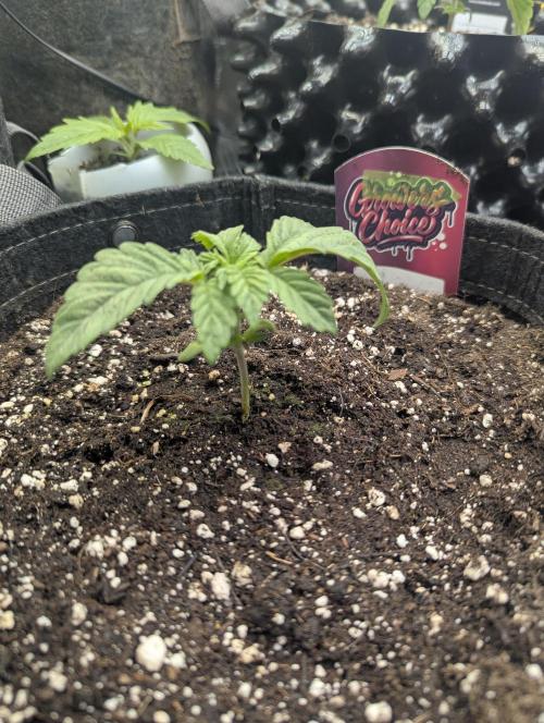 Night Ritual - Wizard Trees. Week 2