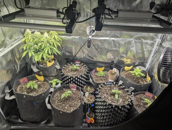 Night Ritual - Wizard Trees. Week 2