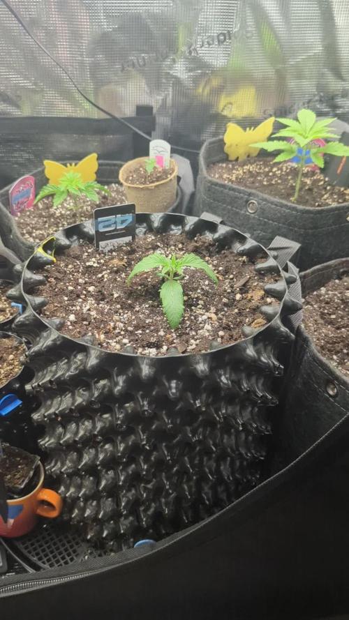 Monaco - Nine Weeks Harvest