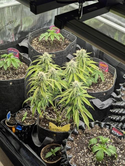 AlienZ Automatic - Greenhouse Seed Co.. Week 8