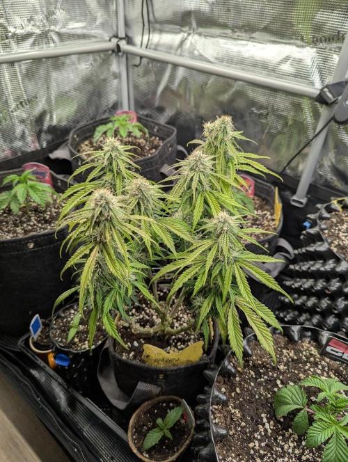 AlienZ Automatic - Greenhouse Seed Co.. Week 8