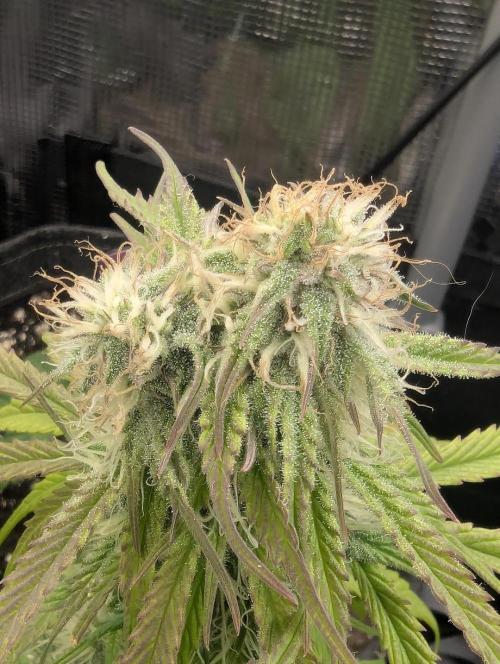 AlienZ Automatic - Greenhouse Seed Co.. Week 8