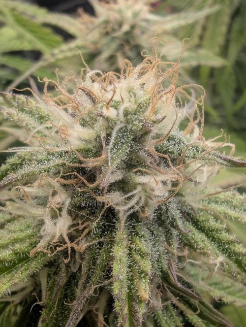AlienZ Automatic - Greenhouse Seed Co.. Week 8
