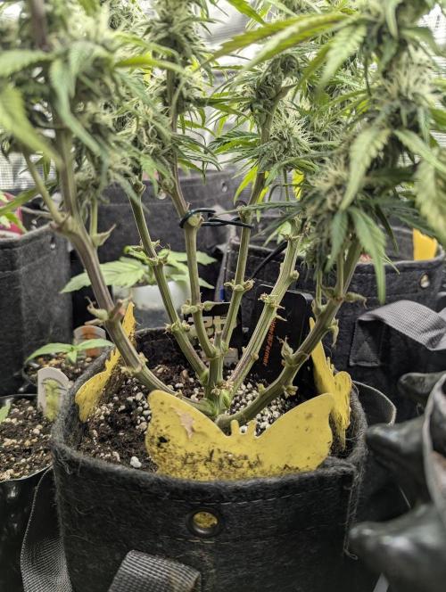 AlienZ Automatic - Greenhouse Seed Co.. Week 8