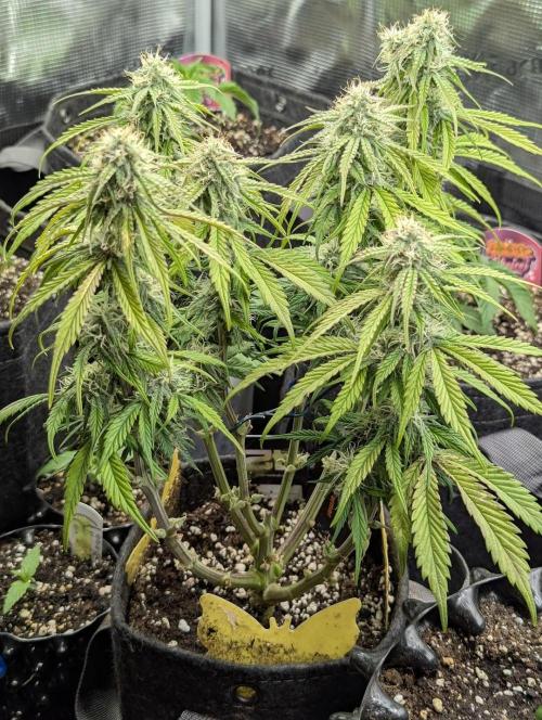 AlienZ Automatic - Greenhouse Seed Co.. Week 8