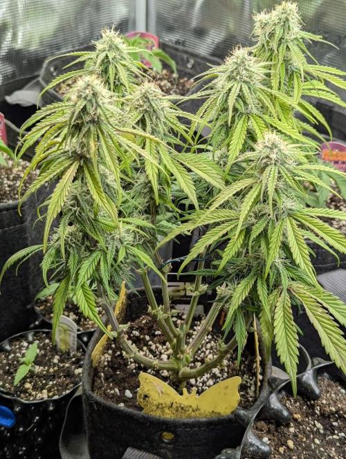 AlienZ Automatic - Greenhouse Seed Co.. Week 8