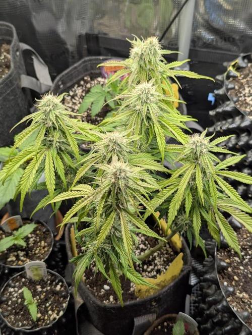 AlienZ Automatic - Greenhouse Seed Co.. Week 8