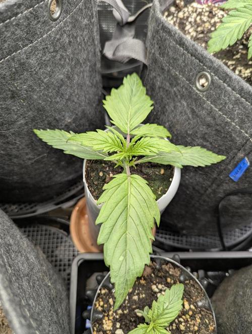 TB SkittleZ Auto - Bulldog Seeds. Week 2