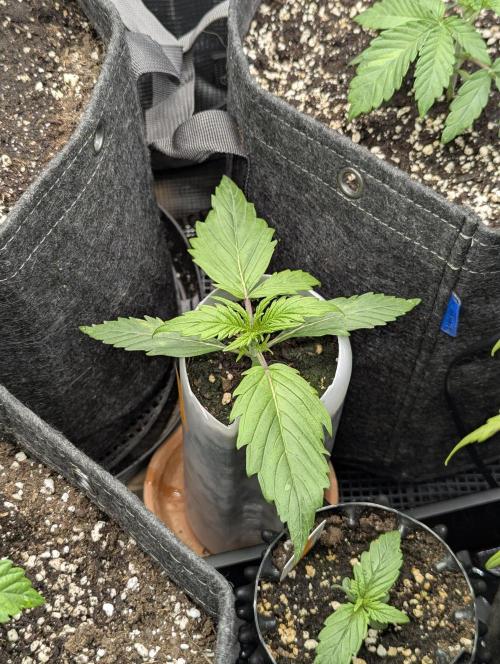 TB SkittleZ Auto - Bulldog Seeds. Week 2