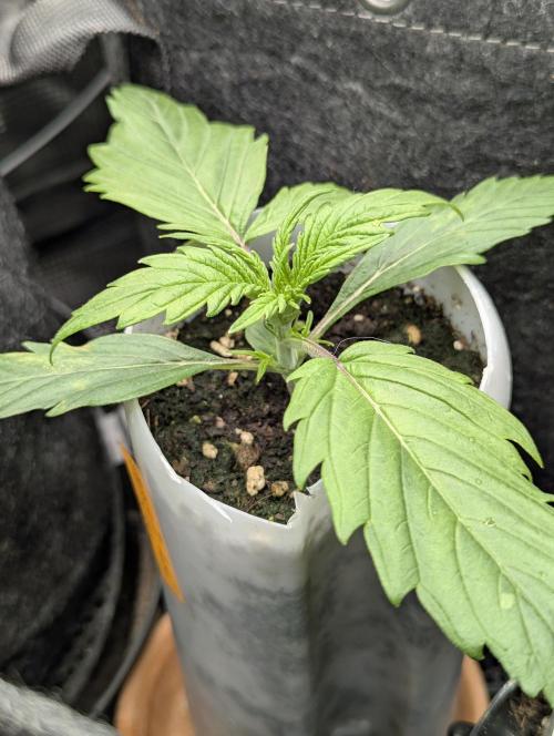 TB SkittleZ Auto - Bulldog Seeds. Week 2