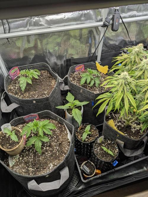 TB SkittleZ Auto - Bulldog Seeds. Week 2