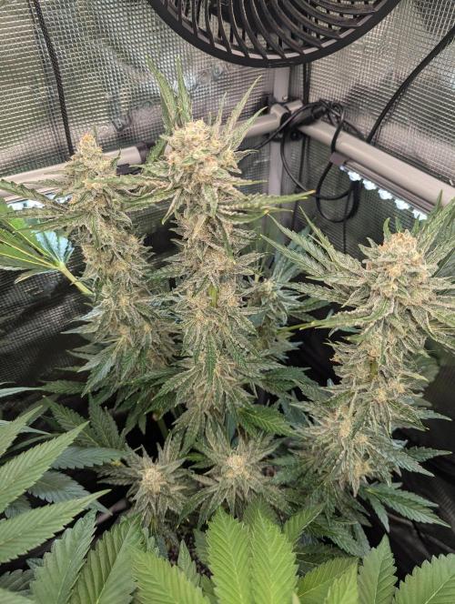 Zkittlez - Growers Choice. Week 11