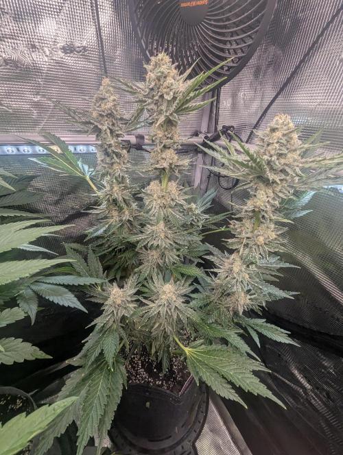 Zkittlez - Growers Choice. Week 11
