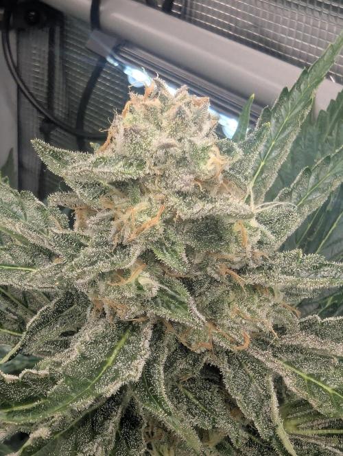 Zkittlez - Growers Choice. Week 11
