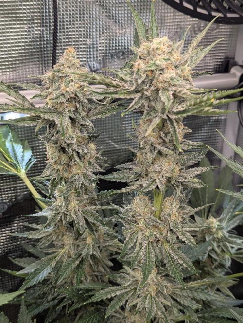 Zkittlez - Growers Choice. Week 11