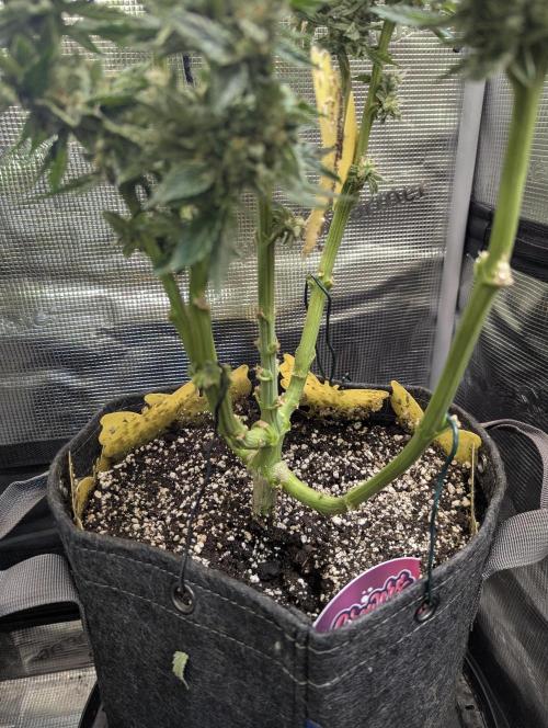 Zkittlez - Growers Choice. Week 11