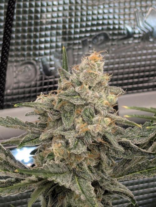 Zkittlez - Growers Choice. Week 11