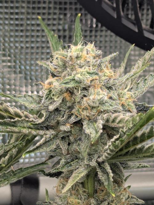 Zkittlez - Growers Choice. Week 11