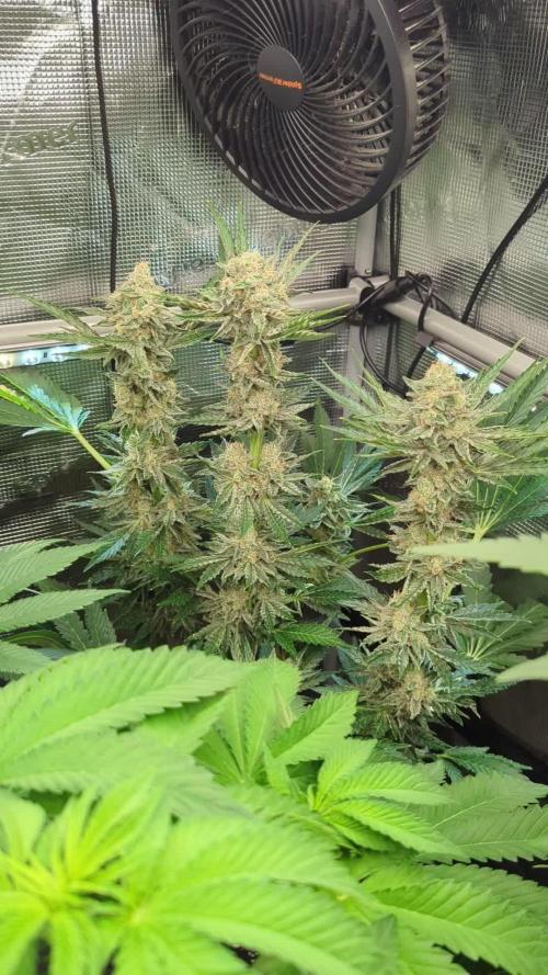 Zkittlez - Growers Choice