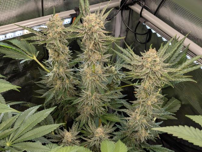 Zkittlez - Growers Choice. Week 11