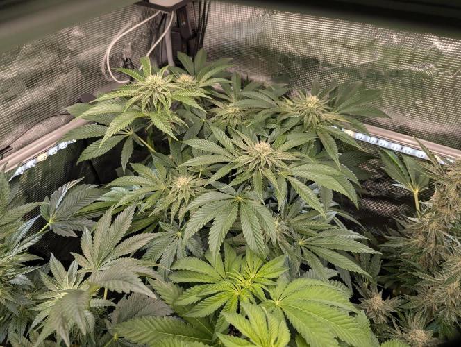 Wizard Fuel - Wizard Trees. Week 9