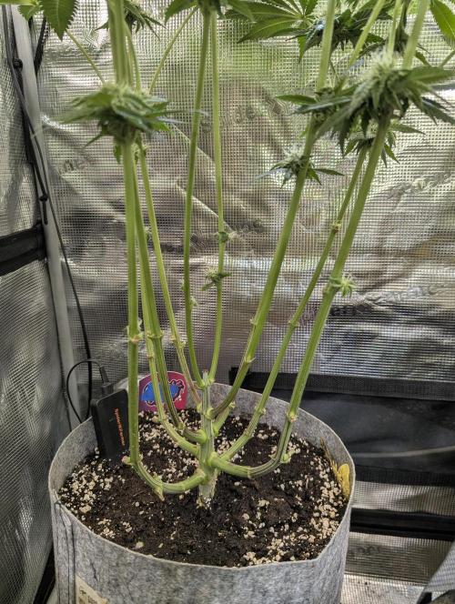Wizard Fuel - Wizard Trees. Week 9