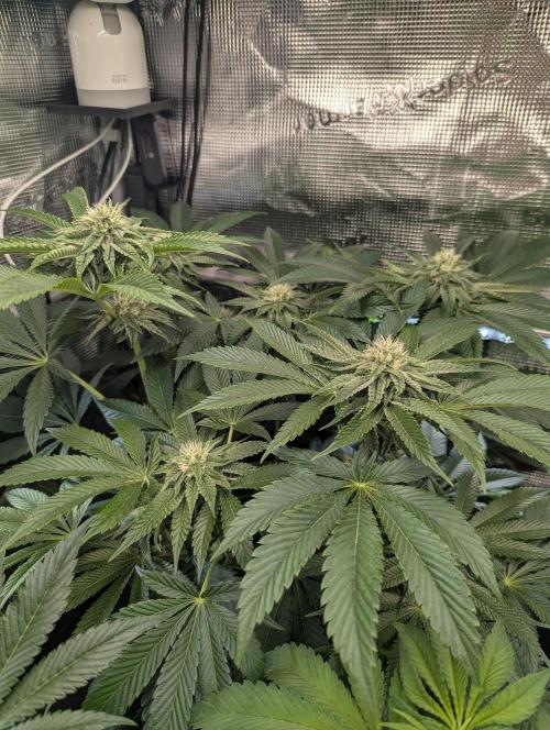 Wizard Fuel - Wizard Trees. Week 9