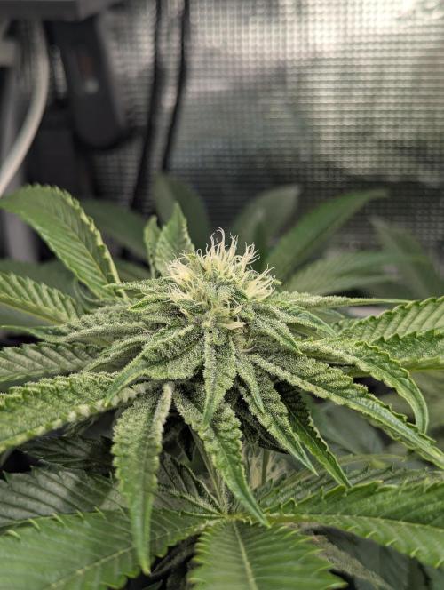 Wizard Fuel - Wizard Trees. Week 9