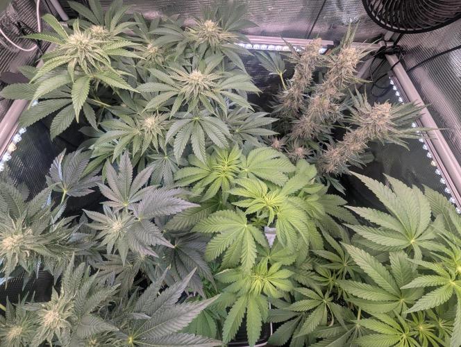 Wizard Fuel - Wizard Trees. Week 9