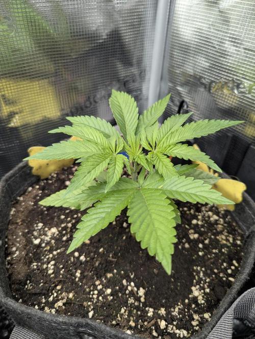 Holy Snow - Greenhouse Seed Co.. Week 3