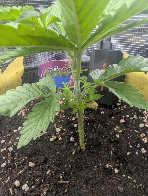 Holy Snow - Greenhouse Seed Co.. Week 3