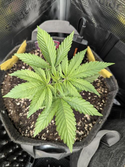 Holy Snow - Greenhouse Seed Co.. Week 3