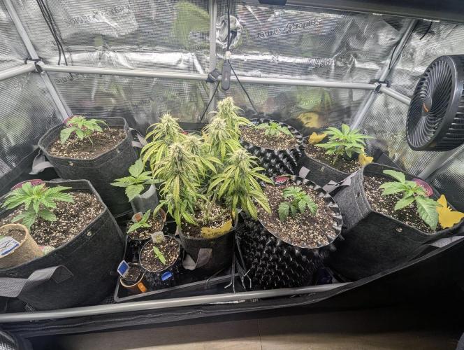 Holy Snow - Greenhouse Seed Co.. Week 3
