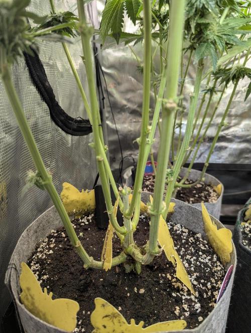 British Delight - Wizard Trees. Week 9