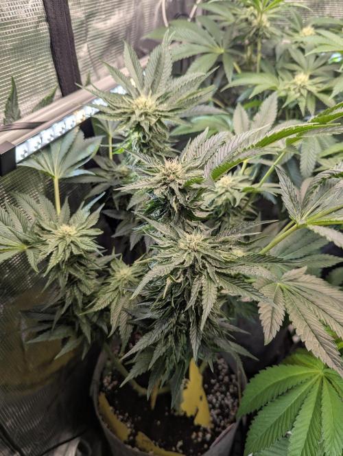 British Delight - Wizard Trees. Week 9