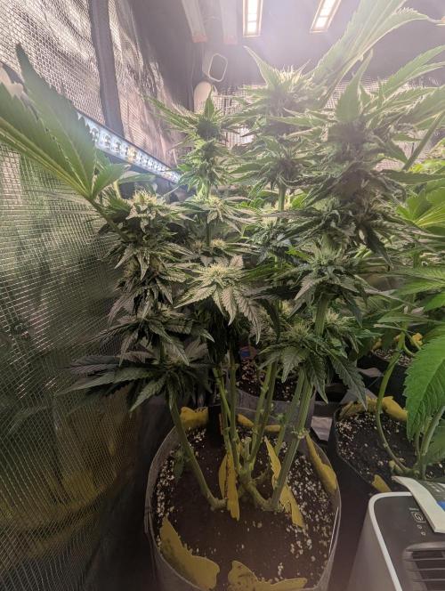 British Delight - Wizard Trees. Week 9
