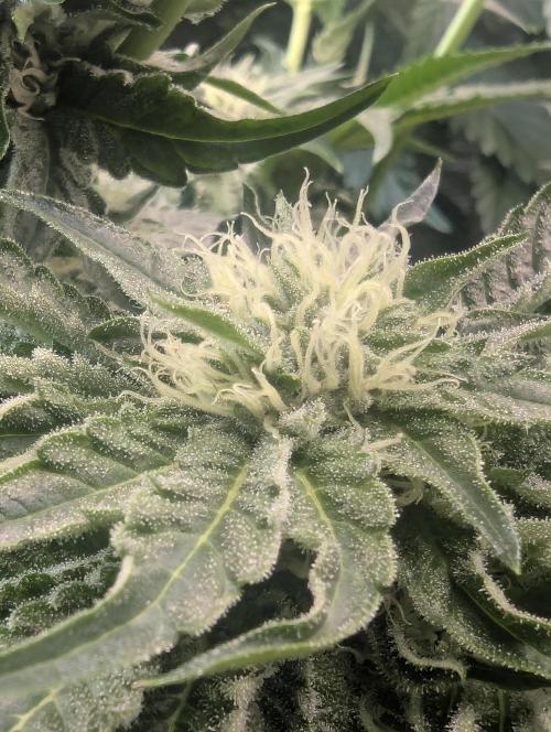 British Delight - Wizard Trees. Week 9