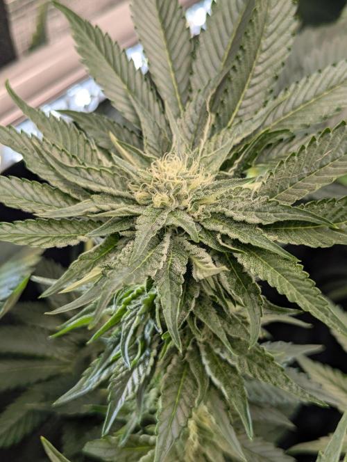 British Delight - Wizard Trees. Week 9
