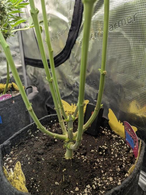 ZodaZa - Umami. Week 7