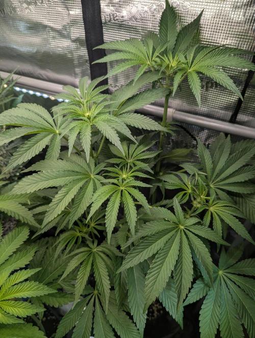 ZodaZa - Umami. Week 7