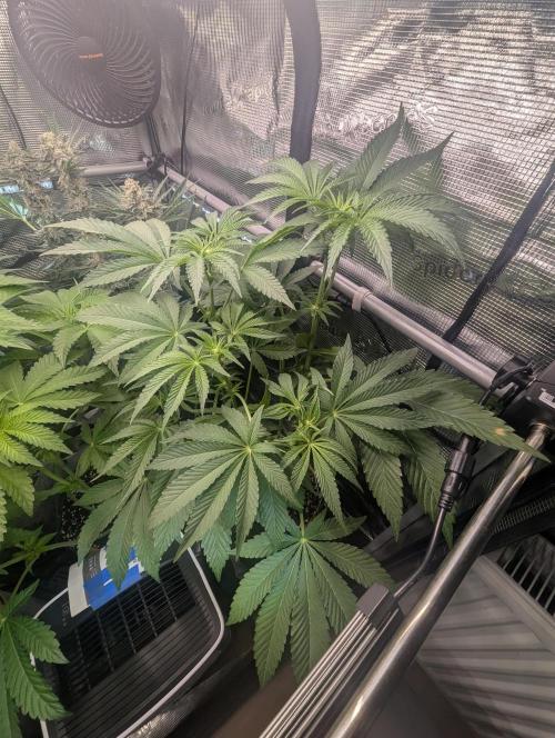 ZodaZa - Umami. Week 7